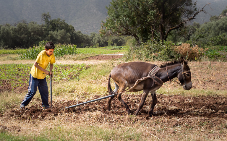 Ploughing_in_the_Atlas_Mountains_John_Hodge_Advanced