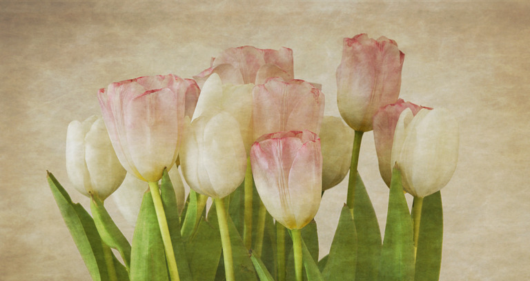 Tulips_John_Hodge_Advanced